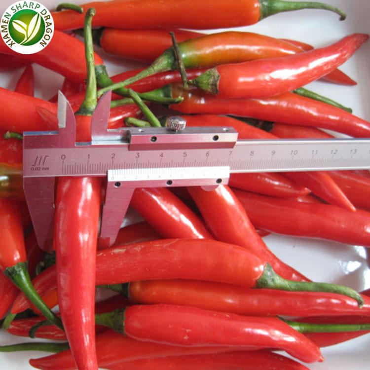 chiili pepper