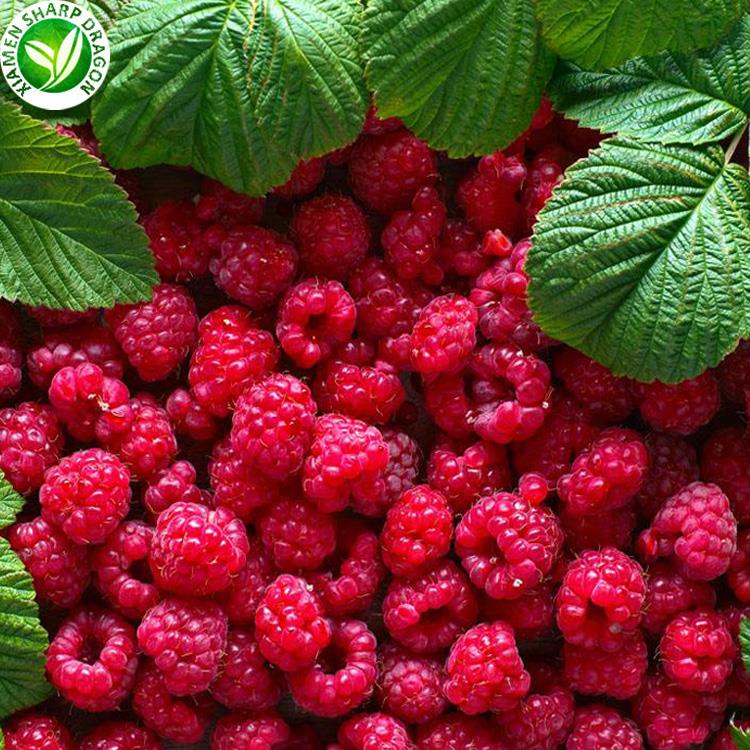 mafon wedi'u rhewi iqf iqf frozen raspberries