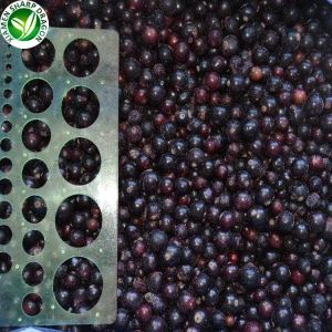 Prynu Blackcurrant wedi'i Rewi