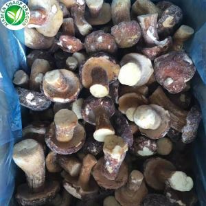 Arwerthiant Madarch Porcini